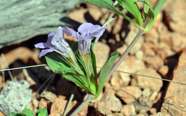 Dyschoriste schiedeana var. decumbens, Spreading Snakeherb, Southwest Desert Flora